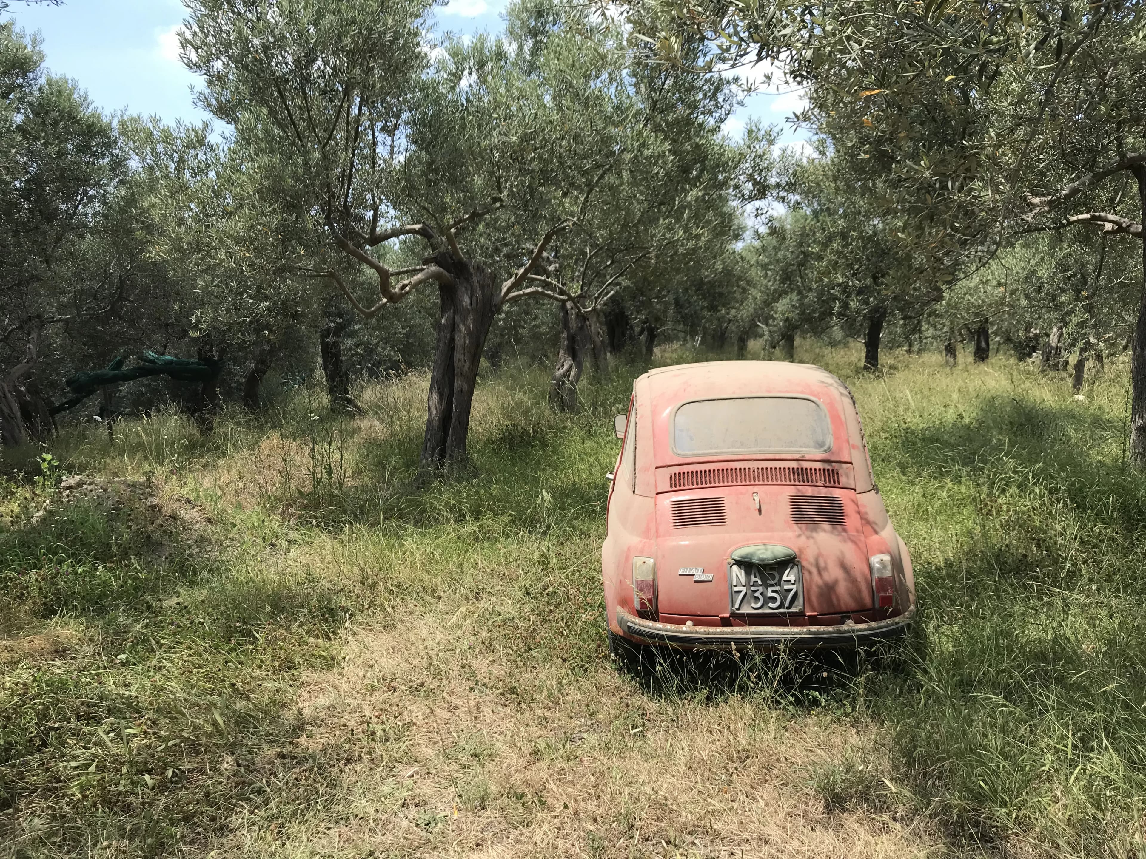 Fiat 500 wśród drzew oliwnych